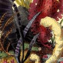 Thumbnail image of Ocean gardens, Plate III (Illustration)