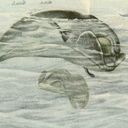 Thumbnail image of Wild animals of North America, intimate studies of big and little creatures of the mammal kingdom. Page 471,Figures in Color (Illustration)