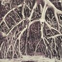 Thumbnail image of Mangrove trees on the borders of the Mesurado lagoon